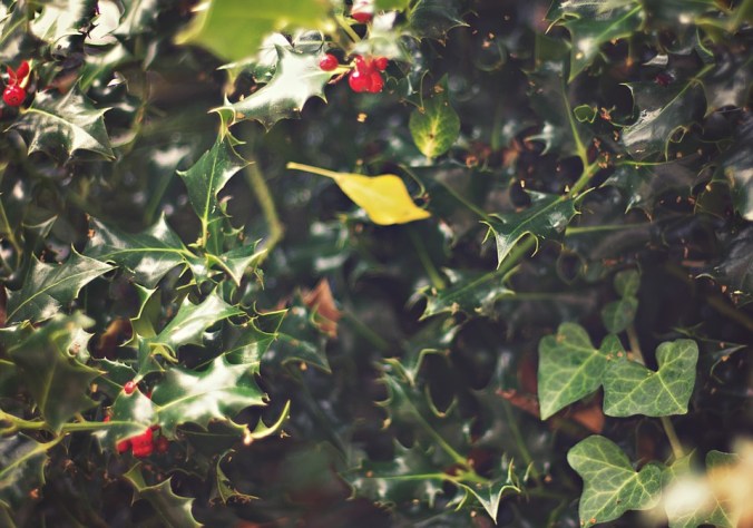holly-and-ivy